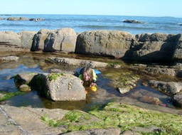 ahc Roome Bay Beach, warm tidal pools